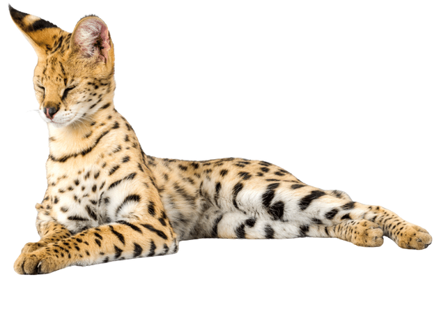 serval 1