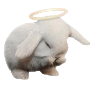angel bunny rabbit white png filler