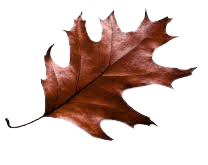 leaf brown