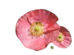red and pink poppy flower