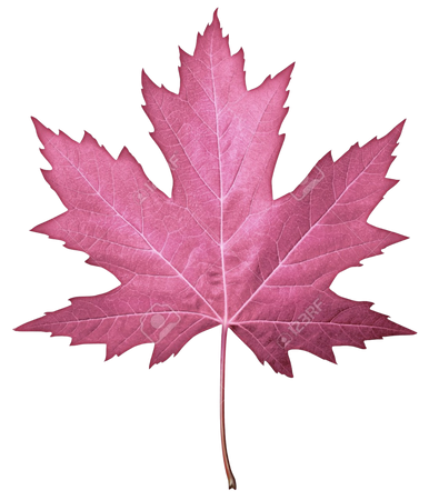 magenta leaf