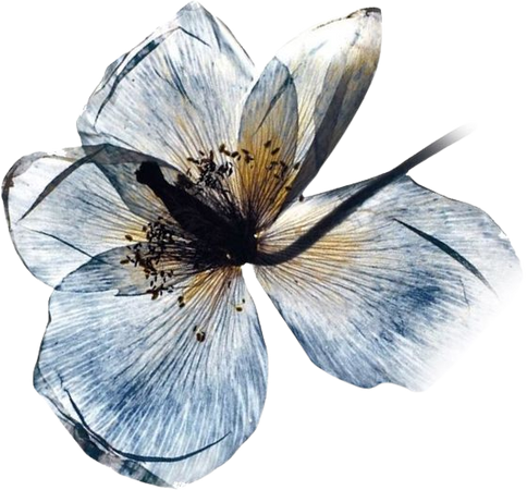 Ink & Blue Watercolor Flower