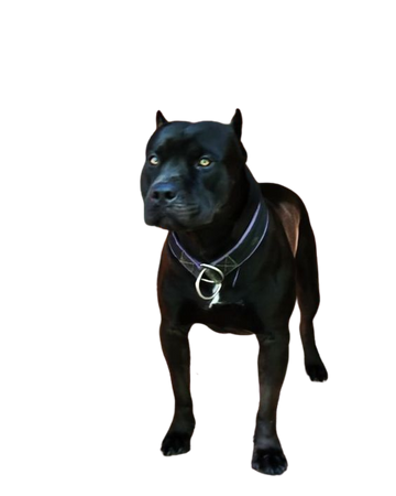 black pitbull dog