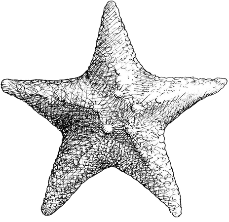 Coastal Starfish Drawing - Black and White Sea Star - Beach Decor - Nautical Art Drawing by Karen Whitworth