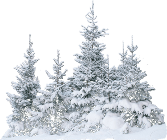 snow-covered trees