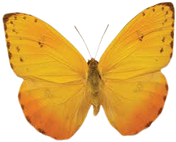orange butterfly png - Ricerca Google
