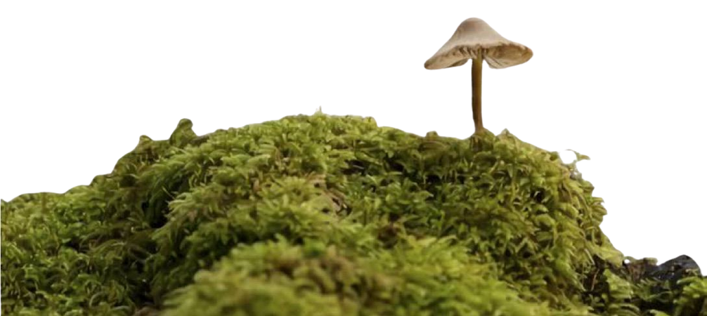 mushroom moss