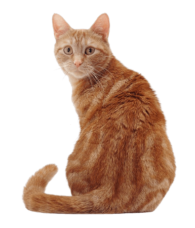 05858-Ginger-cat-sitting-looking-round-white-background.jpg (982×1104)