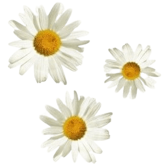 daisies