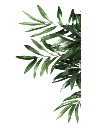 968-9688436_mq-green-leaf-leaves-border-borders-olive-leaves.png (820×1105)