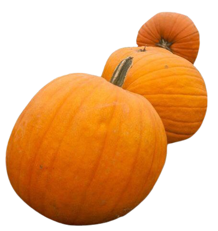 orange pumpkin png filler
