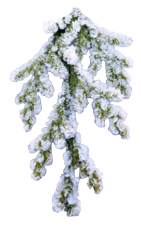 snow covered pine stem