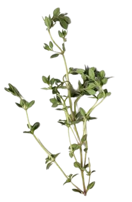 Thyme Plant Stem