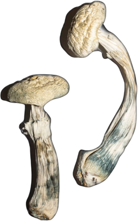 albino magic mushrooms