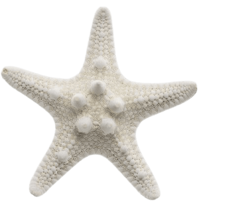 white sea star