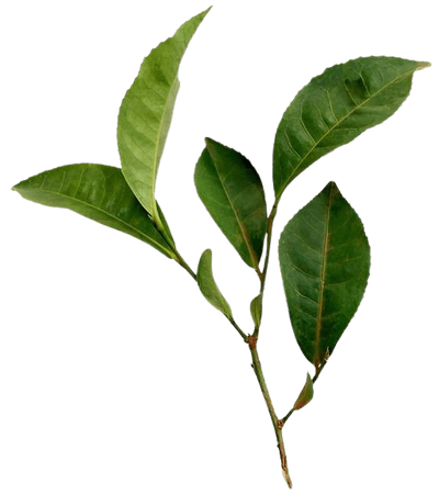 green png filler leaf