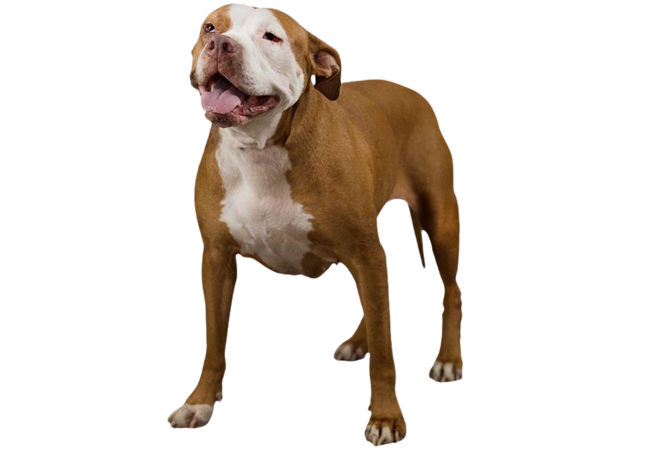 American Bully Dog png download - 643*619 - Free Transparent American Bully png Download. - CleanPNG / KissPNG