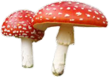 Red Mushroom pngs