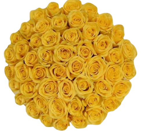 yellow tea roses