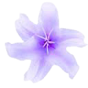 polyvore flower filler purple