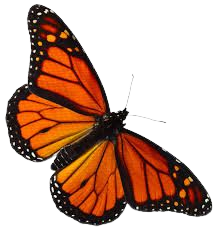monarch butterfly png - Google Search