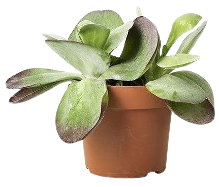 House plant in terracotta plant