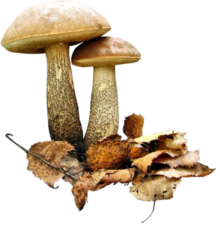 mushrooms & autumn leaves