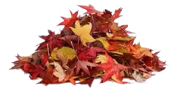 red leaf pile - Google Search