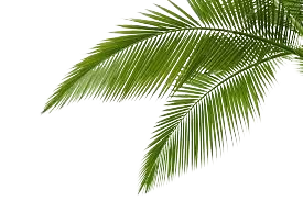 palm leaves - Google Search