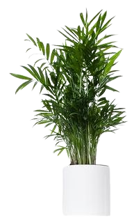 Buy Parlor Palm | Direct from the Greenhouse | Planterina.com - Planterina