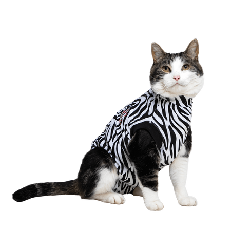 Zebra Cat