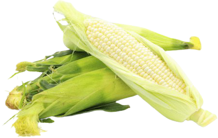 White Corn vs Yellow Corn - Difference