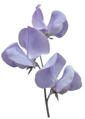 pale purple flowers pastel plant png filler