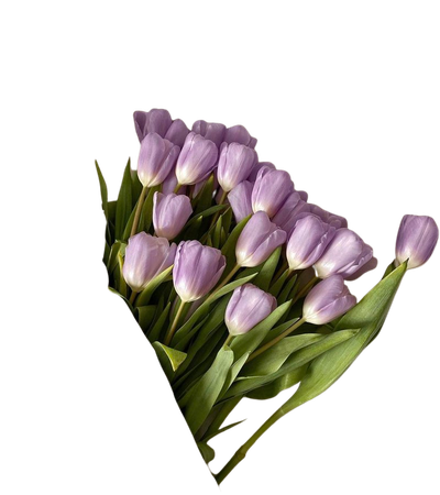 lavender tulips