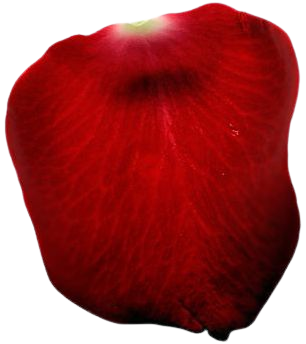 red flower png filler