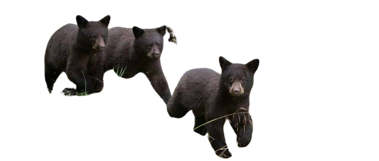 real baby black bear three - Google Search