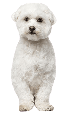 Maltese dog Bichon Frise Havanese dog Bolognese dog Bolonka, white-dog transparent background PNG clipart | HiClipart