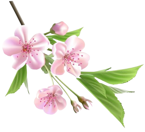 Pink flowers png