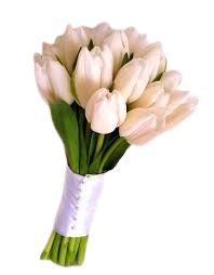 white tulip flower -