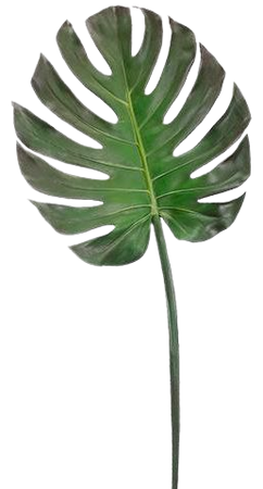 tropical single lime green stem - Google Search