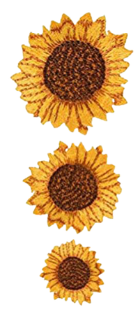 sunflower patches