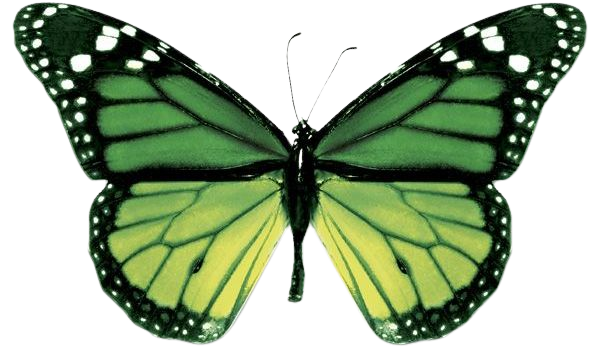 butterflies green - Google Search