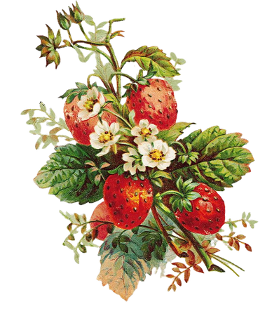 Floral design Strawberry pie , strawberry PNG clipart | free cliparts | UIHere