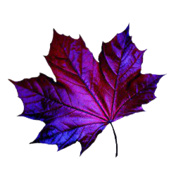 purple-leaf-e1414782923847.jpg (250×248)
