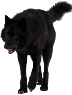 Black Wolf (PSD)