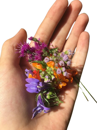 wildflowers on Tumblr