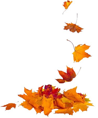 fall leaves images - Google Search