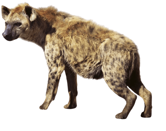 Brucey the Hyena