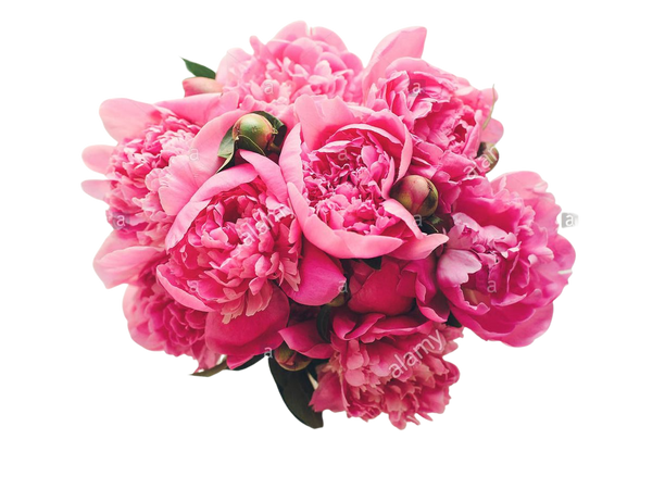 romantic pink peonies on rustic white wooden background, top view, space for text. floral greeting card mock-up, flat lay. happy mothers day. pink flo Stock Photo: 181641317 - Alamy