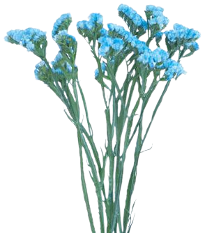 Statice Flower Malibu Blue Tinted | FiftyFlowers.com